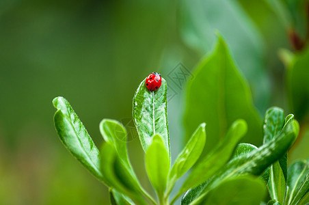 树叶上的迷彩虫绿色美丽宏观生活昆虫野生动物植物红色花园草地图片