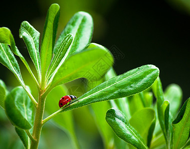 树叶上的迷彩虫生长植物生物学野生动物红色美丽生活叶子植物群甲虫图片