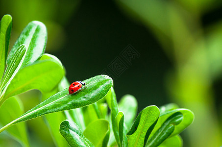 树叶上的迷彩虫生物学红色美丽漏洞花园植物群绿色甲虫生长生活图片