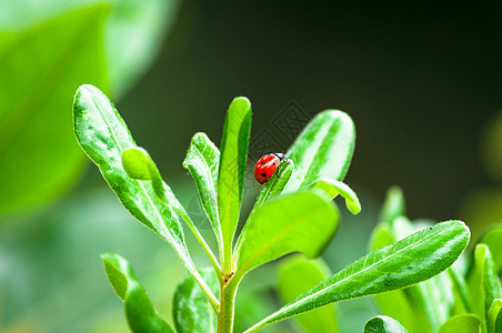 树叶上的迷彩虫花园叶子甲虫生物学漏洞植物野生动物昆虫植物群生长图片