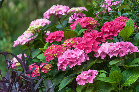 各种花朵植物叶子花园生长绿色宏观双色粉色背景图片