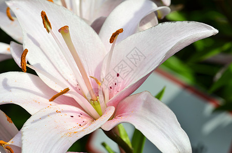 美丽的百合花在花园中生长花瓣植物群雌蕊植物学雏菊植物百合正方形花粉奶油图片