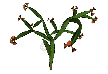 仙人掌与花  3D rende叶子花园艺术植物学情调植物群肉质沙漠插图植物背景图片
