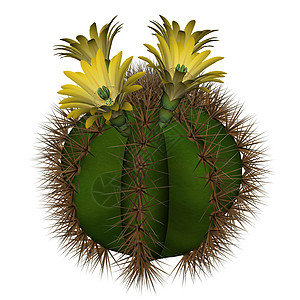 仙人掌与花  3D rende植物学花园黄色绿色插图沙漠多刺叶子植物情调背景图片