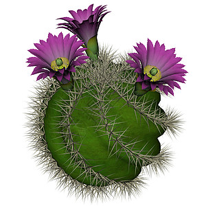 仙人掌与花  3D rende植物艺术叶子花园紫色绿色异国肉质白色植物学背景图片