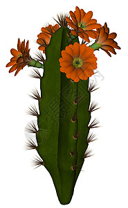 仙人掌与花  3D rende白色多刺绿色花园沙漠插图肉质红色植物学情调背景图片