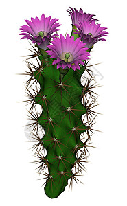 仙人掌与花  3D rende肉质植物沙漠花园植物群植物学叶子异国多刺艺术背景图片
