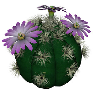 仙人掌与花  3D rende紫色绿色插图植物多刺植物学叶子情调球形白色背景图片