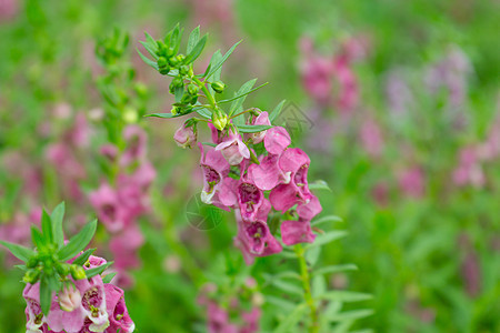 安香花花场地植物群植物生长叶子植物学热带紫色花园绿色图片