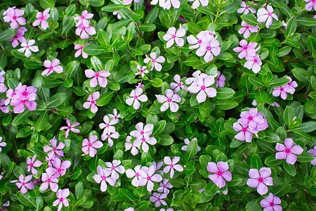 加泰罗兰特胡斯玫瑰花花园树叶植物粉色玫瑰热带图片