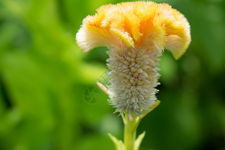 鸡肉花植物活力红色植物群植物学绿色鸡冠花园叶子鸡冠花图片