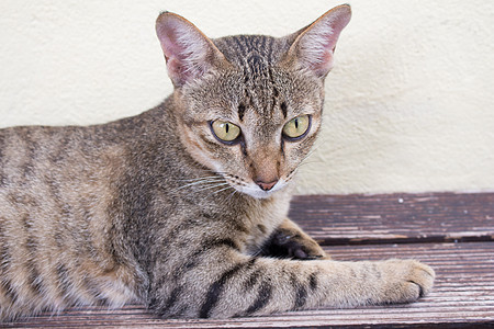 猫咪放松场景雄性猫科动物条纹男性宠物白色家畜水平阀门图片