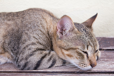 猫咪放松活力条纹孤独水平阀门男性柔软度宠物动物猫科动物图片