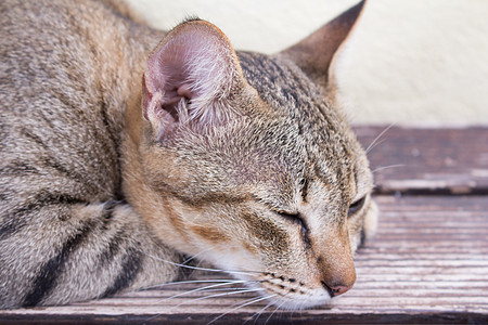 猫咪放松柔软度猫科动物男性水平家畜白色虎斑雄性动物场景图片