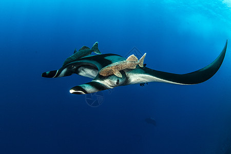 曼塔雷潜水野生动物荒野生活旅行蓝色射线动物热带海洋图片