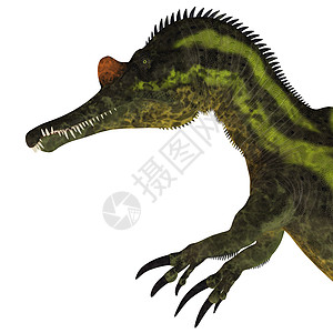 恐龙头部爪子动物捕食者生物主题爬虫古生物学食肉古艺术脊椎动物图片