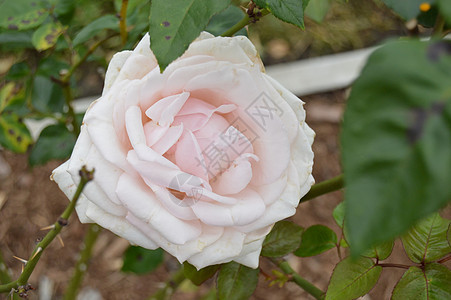 白玫瑰花公园植物园玫瑰森林玫瑰丛花朵图片