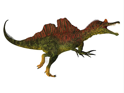 恐龙体爪子蜥蜴爬虫生物灭绝棘龙脊椎动物牙齿恐龙插图图片