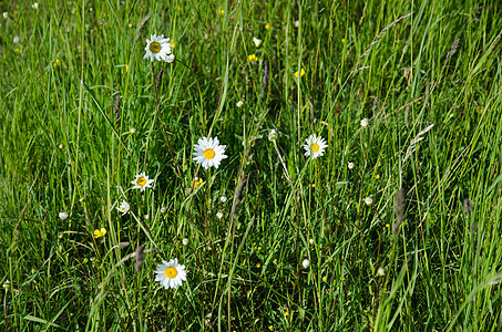 青草中的乳房花朵野花花瓣绿色雏菊生长植物场地叶子季节图片