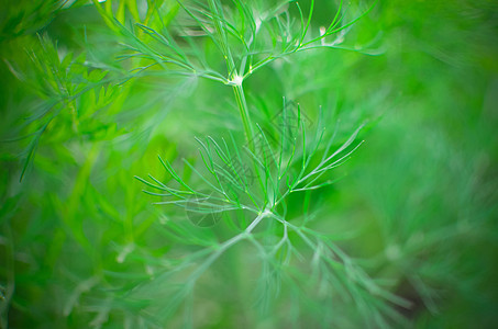 无花的甘菊绿叶雏菊宏观草地植物季节草本植物植物学生长植物群场地图片