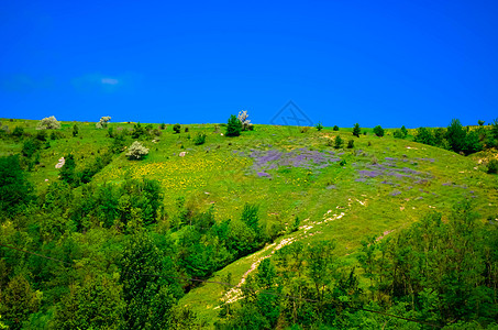 带黄色和紫紫花的山地景观晴天旅行牧场日落太阳场景季节土地蓝色树木图片