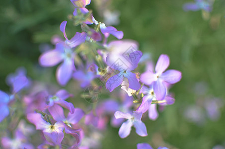 夜花紫春温柔背景植物蓝色美丽阳光叶子长瓣紫色季节树叶花坛图片