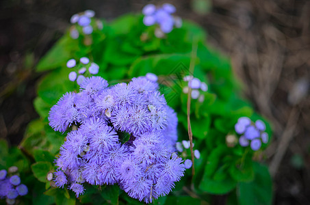 蓝花花或蓝明 蓝草 猫脚 墨西哥印斯布鲁克的画笔花粉紫色花园植物群植物菊科花朵公园衬套蓝色图片