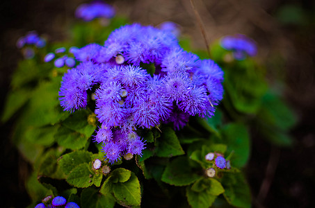 蓝花花或蓝明 蓝草 猫脚 墨西哥印斯布鲁克的画笔牙线蓝色花瓣衬套植物公园花粉蓝貂花朵植物园图片