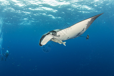 曼塔雷生活野生动物旅行热带蓝色荒野海洋动物蝠鲼射线图片