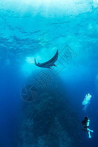 曼塔雷海洋旅行热带蓝色荒野潜水生活野生动物蝠鲼动物图片