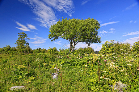 Ut i 自然特性花朵树木动物群绿色蓝天森林图片
