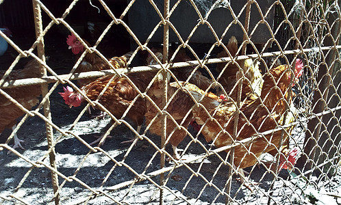 母鸡家禽动物食物婴儿鸟类农场图片