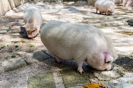 农猪农场乡村谷仓哺乳动物干草食物家畜耳朵婴儿动物图片