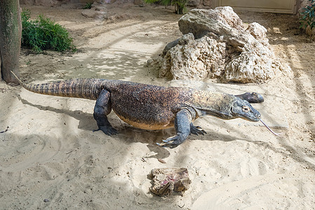 科莫多龙 世界上最大的蜥蜴栖息地食肉动物园动物群国家巨蜥猎人舌头监视器动物图片