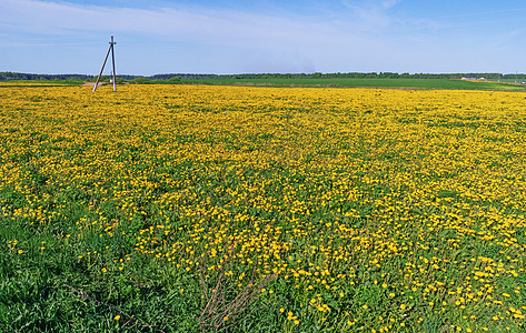 春草地与花朵肥料床单农村路口太阳自由地球魔法国家天气图片