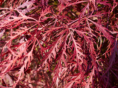 红色的日本枫叶旅行紫色公园植物园艺森林冥想季节性花园枫树图片