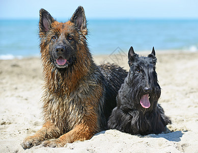 海滩上的狗狗朋友们动物宠物牧羊犬图片