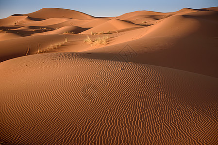 Dunes 摩洛哥 撒哈拉沙漠旅行晴天哺乳动物动物牧羊人运输情调寂寞荒野天空图片