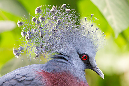 维多利亚王冠鸟古拉胜利野生动物眼睛鸽子羽毛热带波峰异国情调鸟类雨林图片
