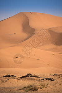 Dunes 摩洛哥 撒哈拉沙漠地平线绿洲天空旅行太阳旅游动物异国运输沙丘图片