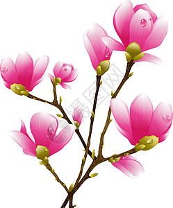 木兰花花花园植物季节性环境季节粉色生长玉兰图片
