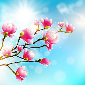 木兰花花生长环境花园粉色季节玉兰蓝天季节性太阳植物图片