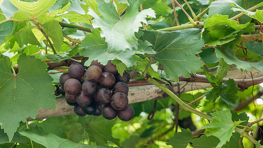 成熟的葡萄 有叶子生长农场绿色藤蔓乡村食物红色树叶水果收成图片