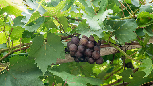 成熟的葡萄 有叶子收成农场水果树叶乡村季节食物红色藤蔓紫色图片
