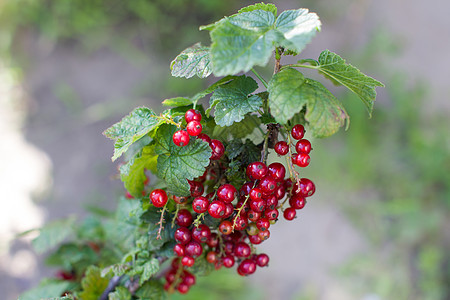 有红莓的灌木丛食物季节树叶植物群农场营养时间浆果水果花园图片