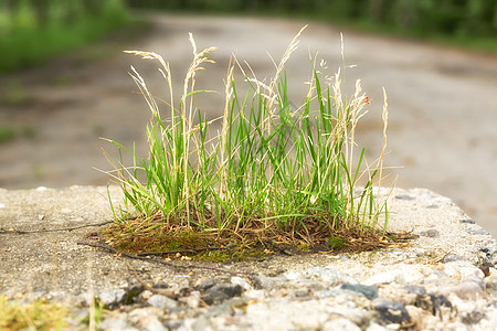 绿草种植混凝土苔藓生长树枝石头绿色图片