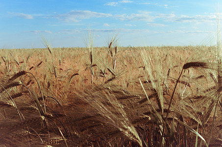 金麦田和阳光明日天空土地粮食农田晴天农村面包生长玉米太阳图片