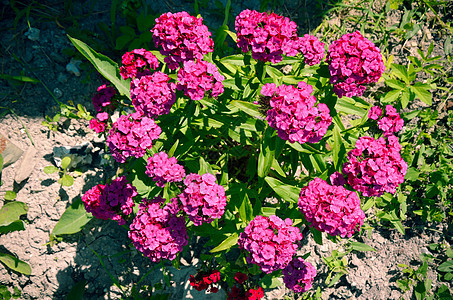 花朵和玫瑰露营 Lychnis日冕背景园艺生长生态坊主花坛环境植物学墙纸植物群图片