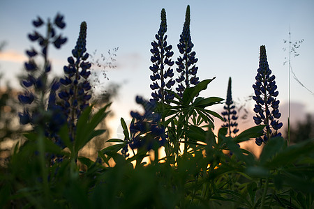 花叶和花叶 在夜空的幕下 有两栖图片