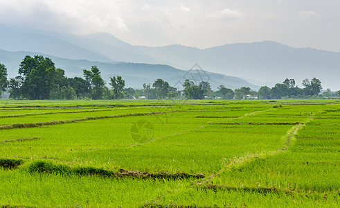 尼泊尔德赖Terai的稻田沼泽谷物场地爬坡水稻乡村栽培生长主食粮食图片